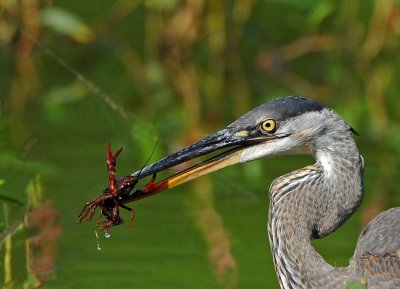 Great Blue Heron