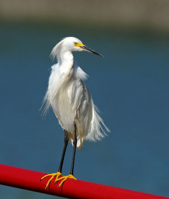 Snowy Egret