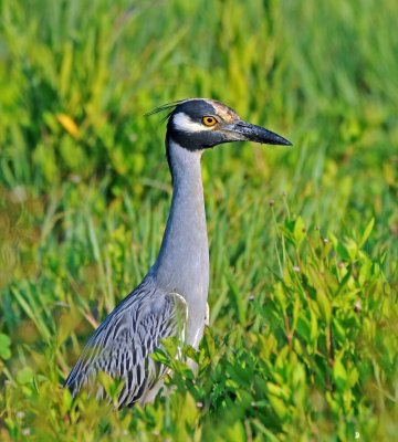 Yellow-crowned Night-Heron