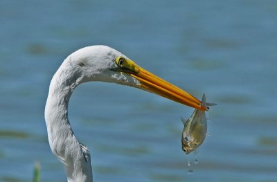 Great Egret