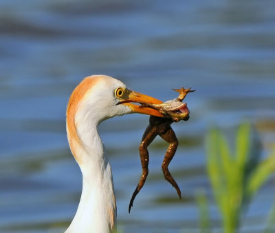 Cattle Egret