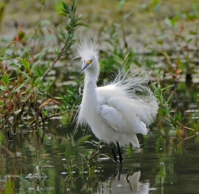 Snowy Egret