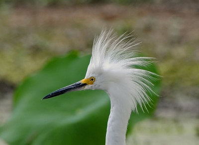 Snowy Egret