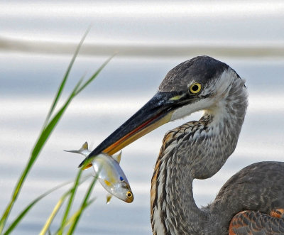 Great Blue Heron
