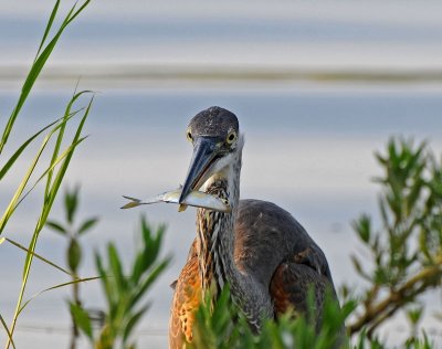 Great Blue Heron