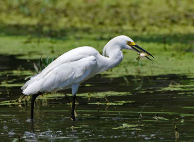 Snowy Egret