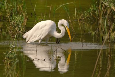 Great Egret