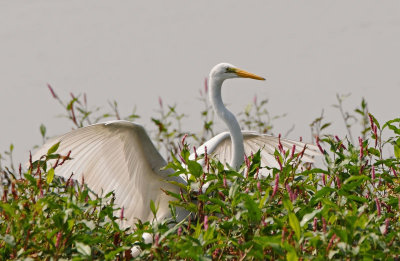 Great Egret
