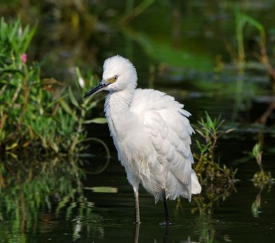 Snowy Egret