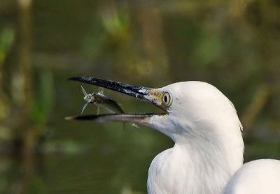 Snowy Egret