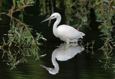 Snowy Egret