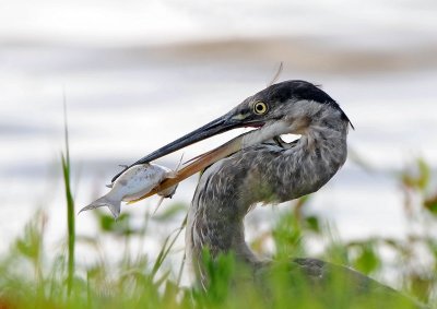 Great Blue Heron