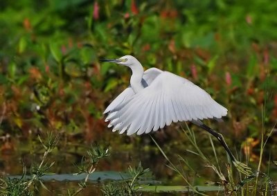 Snowy Egret