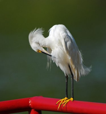 Snowy Egret