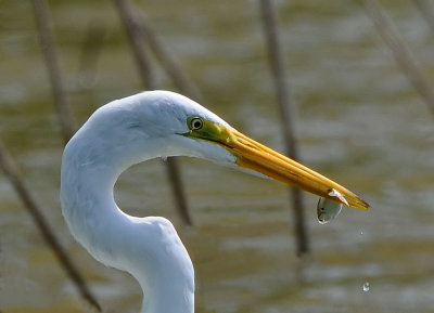 Great Egret