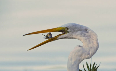 Great Egret