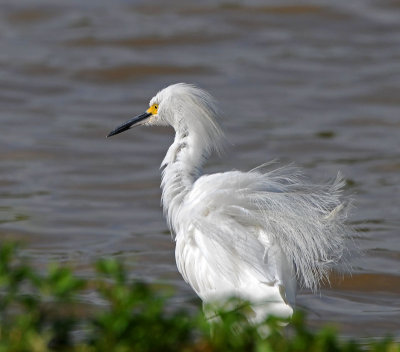 Snowy Egret