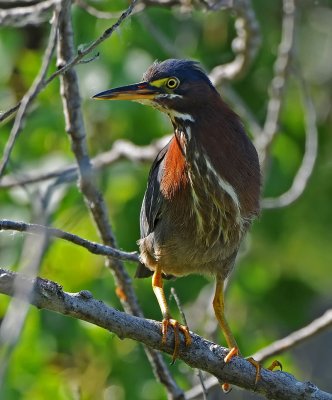 Green Heron