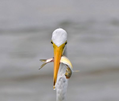 Great Egret
