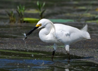 Snowy Egret