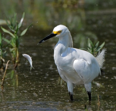 Snowy Egret