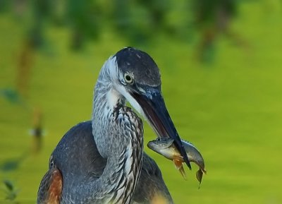 Great Blue Heron