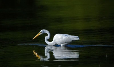 Great Egret