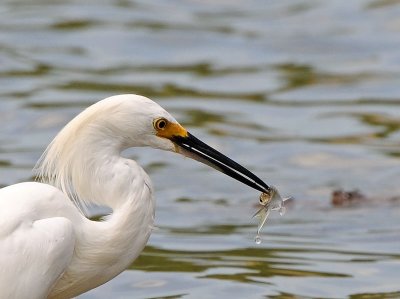 Snowy Egret
