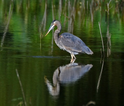 Great Blue Heron