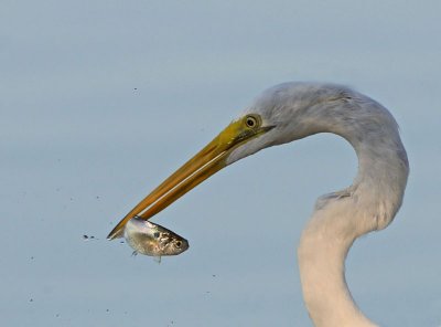 Great Egret