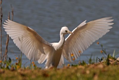 Cattle Egret