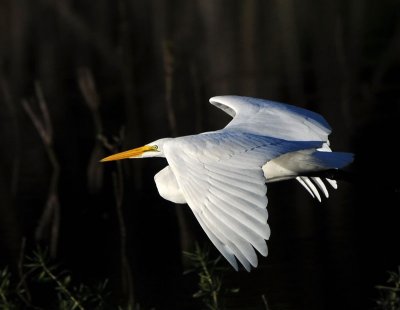 Great Egret