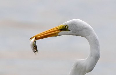 Great Egret