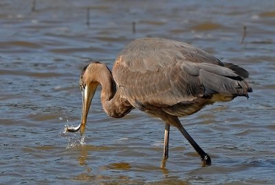Great Blue Heron