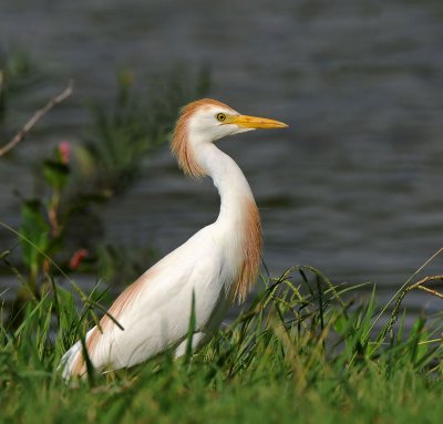 Cattle Egret