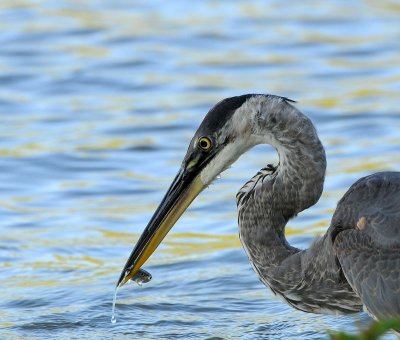 Great Blue Heron