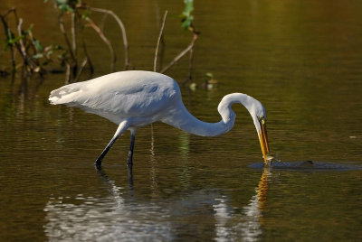 Great Egret