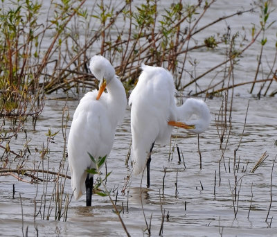 Great Egrets
