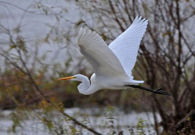 Great Egret