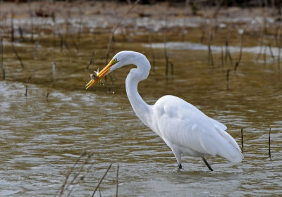 Great Egret