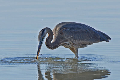 Great Blue Heron