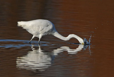 Great Egret