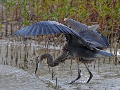 Great Blue Heron