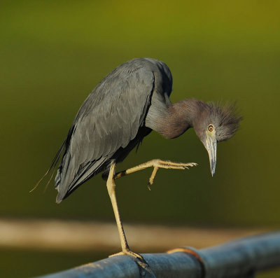 Little Blue Heron