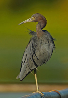 Little Blue Heron