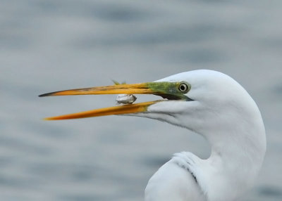 Great Egret