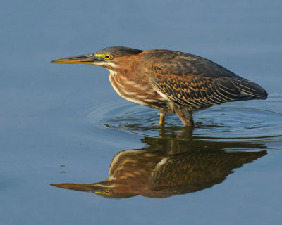 Green Heron
