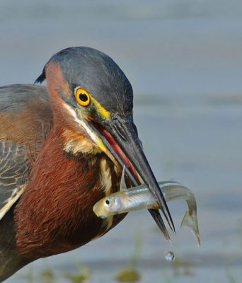 Green Heron