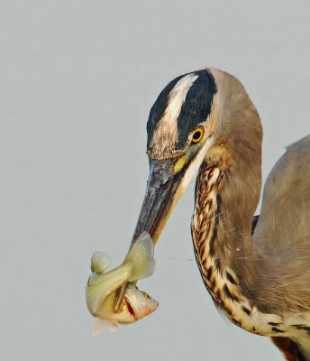 Great Blue Heron