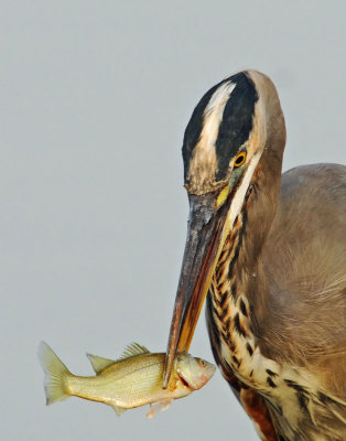 Great Blue Heron